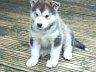 Pups 39.jpg